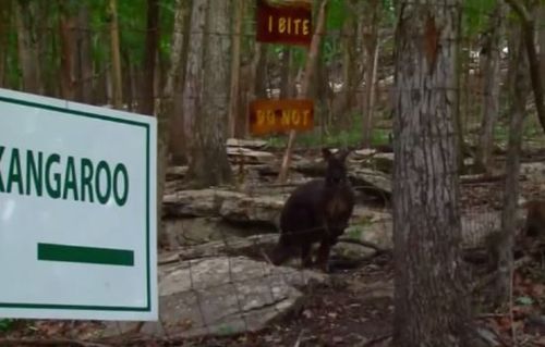 A sign on the kangaroo enclosure urged visitors not to feed him. (Supplied)