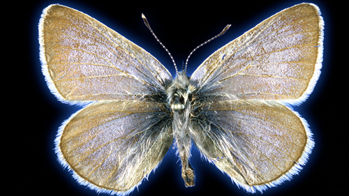 L'esemplare della farfalla blu Zersis di 93 anni è stato utilizzato in uno studio per dimostrare che un tempo era una specie unica.