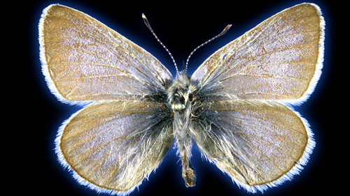 This 93-year-old Xerces blue butterfly specimen was used in a study to prove it was once a unique species.