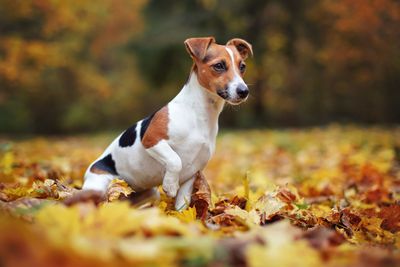 6. Jack Russell Terrier 