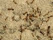 Fire ants are one of the world&#x27;s worst super pests