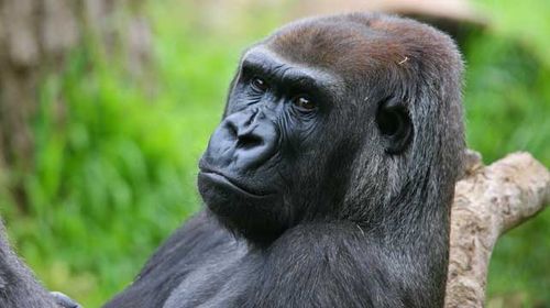 Julia, 33, died this morning of injuries inflicted by a male gorilla. (Source: Melbourne Zoo)