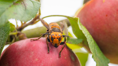 In this Oct. 7, 2020, photo provided by the Washington State Department of Agriculture, a live Asian giant hornet with a tracking device affixed to it sits on an apple in a tree where it was placed, near Blaine, Wash. 