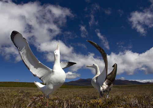 Albatross are faithful to their mates for life, and greet each other with elaborate dances after returning from long flights over the ocean.