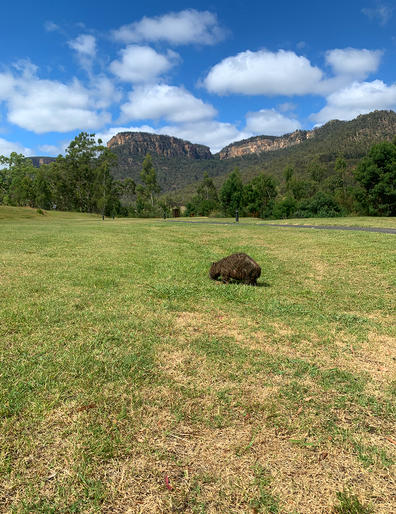 Wombat at Wolgan Valley