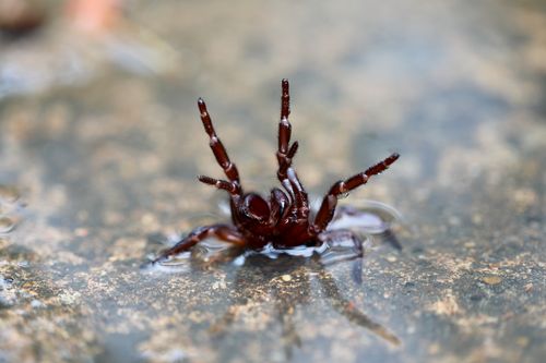 There have been reports of increased sightings of funnel web spiders around Sydney.