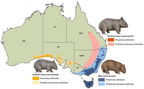 Australia has three species of wombat, with the Northern Hairy-nosed wombat presumed extinct in NSW.