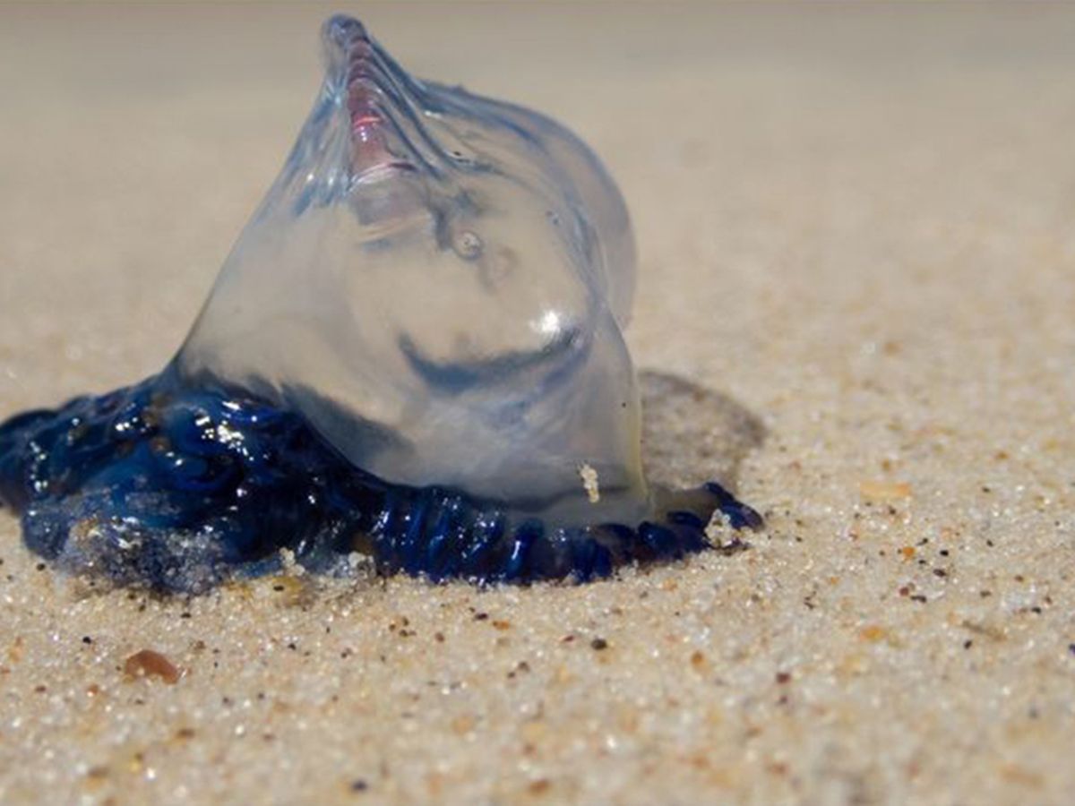 Blue Bottle Jellyfish - Australian Beach