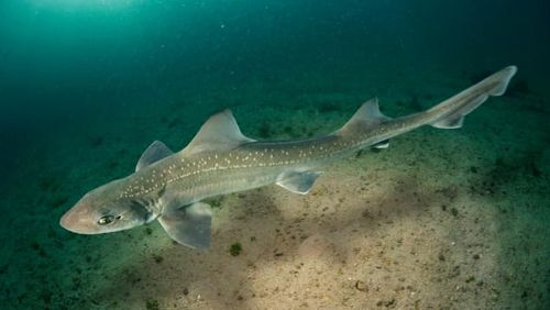 File picture of a starry smooth-hound. These sharks mostly eat shellfish and crustaceans.