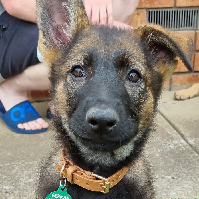 Pet Dogs Being Given Up Across Victoria In Exceptionally High Numbers