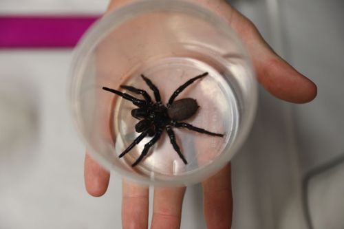 Australian Reptile Park received the BIGGEST funnel web spider they have ever had donated to the program that keepers have dubbed MEGASPIDER. 