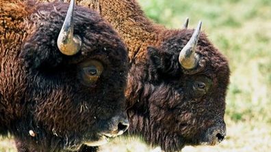 The steppe bison was an important part of the English ecosystem until the extinction of the giant mammals around 10,000 years ago.  Today, Kent Wildlife Trust is running a project to bring back its close relative, the European bison.  The UK is one of the most nature-deprived countries in the world, and the project hopes that as a