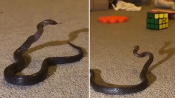 Snake in child&#x27;s room 