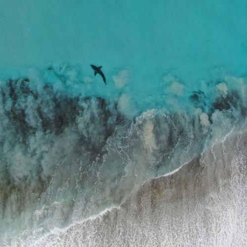 Shark at West Beach, Espeance, WA