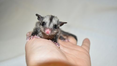 Three baby sugar gliders were handed in to The Australian Reptile Park overnight. (Tim Faulkner / Australian Reptile Park)