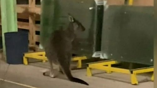 Rescuers suspect the kangaroo got stuck in the Adelaide office because she was looking for food. 