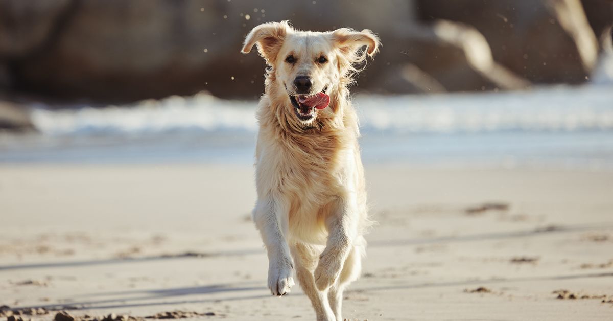 Australians weigh in on whether dogs should be allowed on our beaches | Exclusive Poll