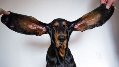 Pet dog earns world record for longest ears