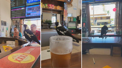 Queensland pub magpie Frederick