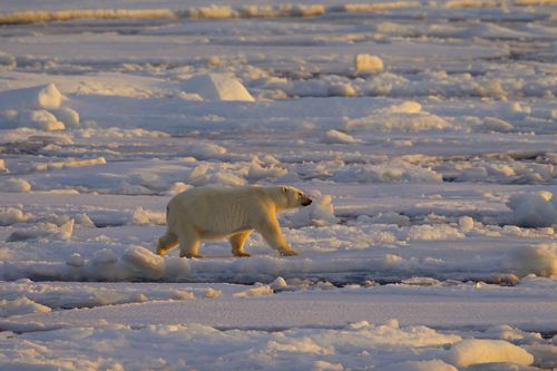 Plastic has been found in remote Arctic snow, suggesting particles are being sucked into the atmosphere. 