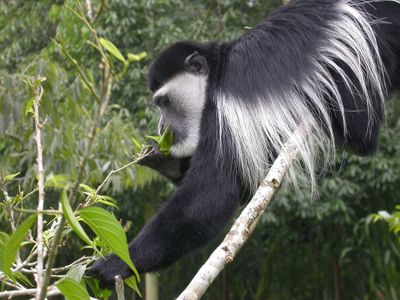 <strong>Mantled guereza</strong>