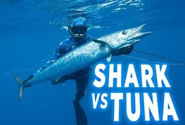 Shark Vs Tuna