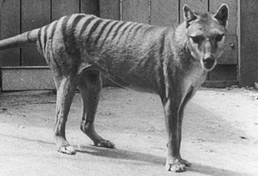 When did 'Benjamin', the last known thylacine, die at Hobart Zoo?