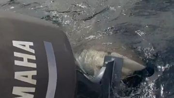 A three-metre bronze whaler shark bit into a charter boat off the Western Australian coast. 