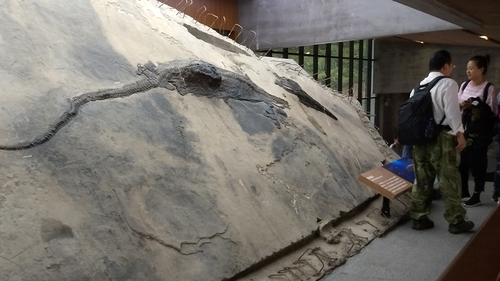 This image shows the ichthyosaur specimen with its stomach contents visible as a block that extrudes from the body.