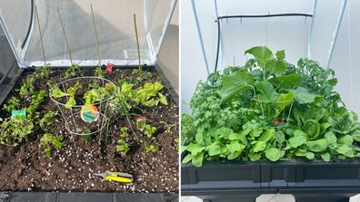 balcony gardening