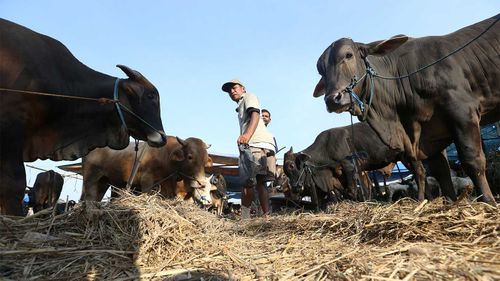 Foot-and-mouth disease has been detected among cattle in Indonesia.