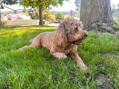 Cute Fluffy Cavapoo Dog on the Grass in a Park