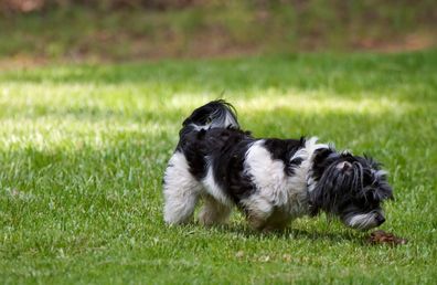 Dog eating poo