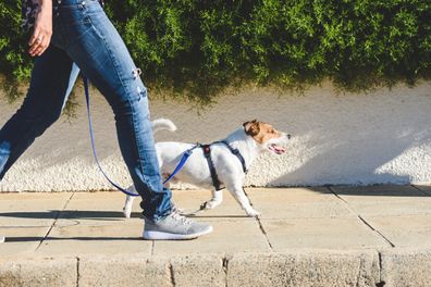 Dog sitter walking dog. Jack Russell Terrior