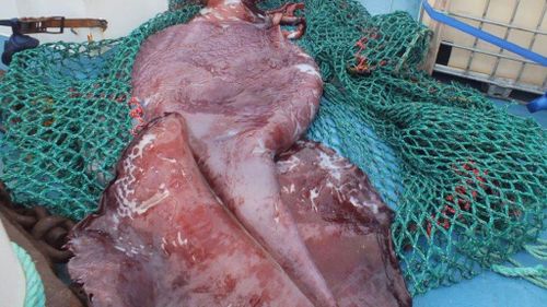 In this December 2013 photo provided by a crew member of the boat San Aspring of New Zealand fishing company Sanford, Captain John Bennett shows a colossal squid he and and his crew caught on the boat in Antarctica's remote Ross Sea. (AAP)