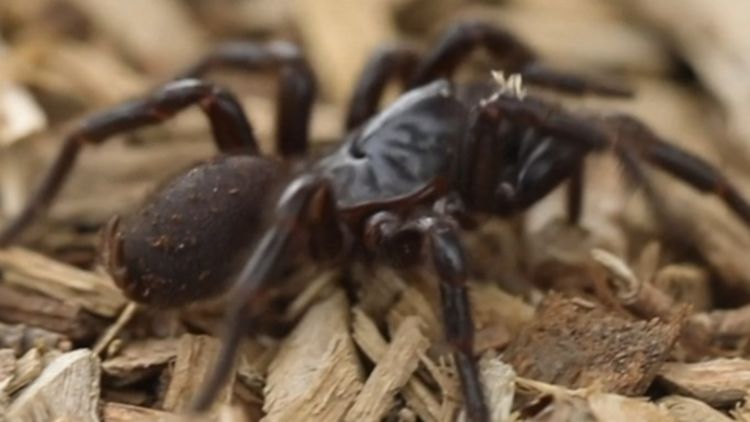 Spider news, Australia: Man's close encounter with deadly arachnid in pool