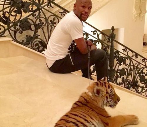 Floyd Mayweather adds tiger to luxurious possessions 