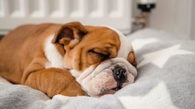 Dog sleeping