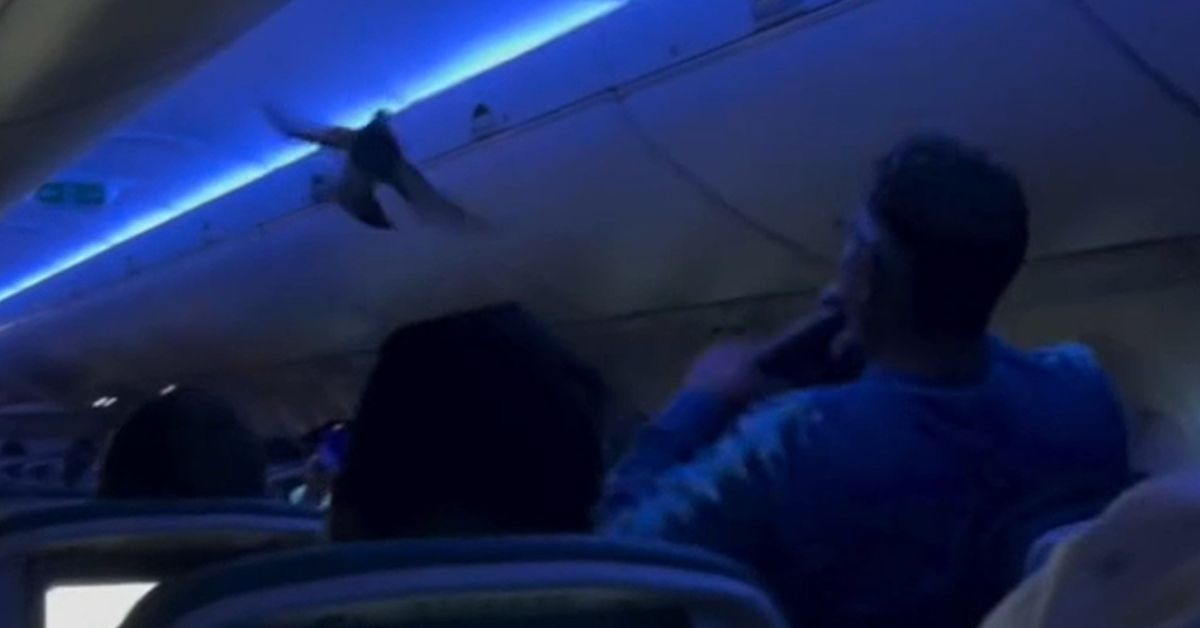 'We have a wildlife situation' Chaos erupts on US flight as two pigeons emerge