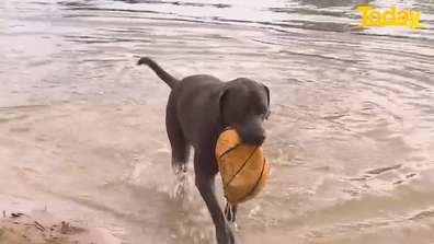 Luna seemed unaffected by her injuries as she played with a ball during the entire interview. 