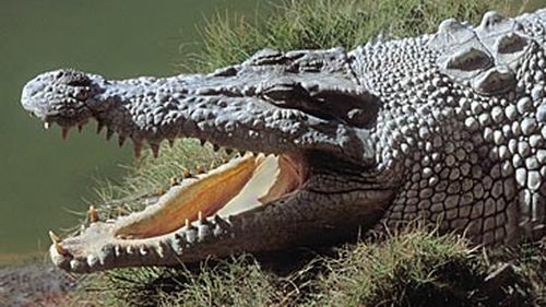 Saltwater crocodile (Getty)