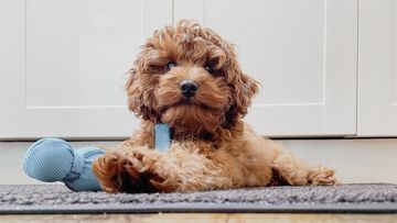 A cavoodle laying on the ground.