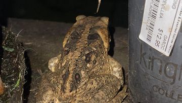 Five legged toad found in Brisbane