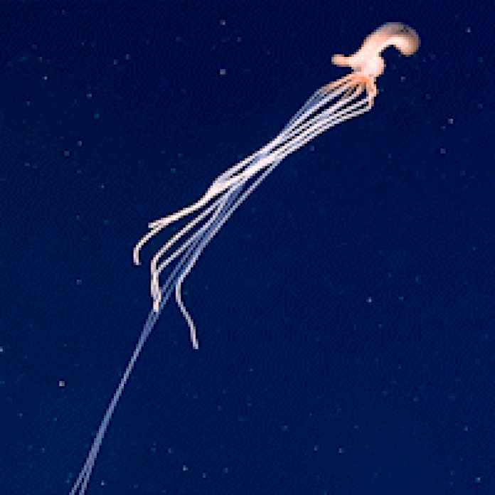 Bigfin squid: Rarely-seen animal spotted in deep ocean of Gulf of Mexico
