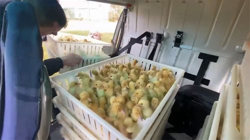 Thousands of ducklings saved from floodwaters in Sydney north-west