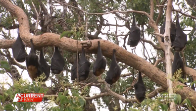 There is a bat colony at Macquarie Fields, south west of Sydney.  