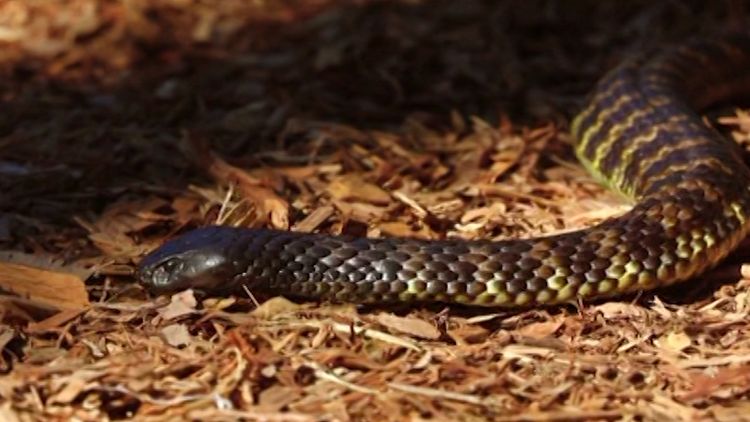 4-foot snake found in toilet of Australian home