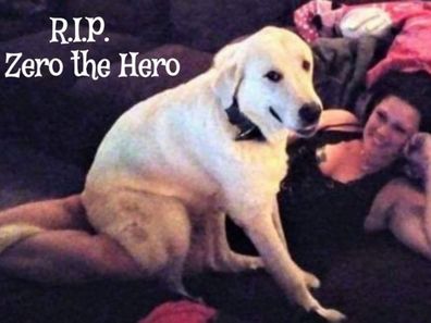 Zero has been hailed a hero after taking bullets for his family.