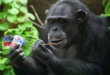 Which term best describes the diet of the common chimpanzee?