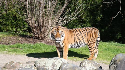 A zoo staff member said Oz was in his enclosure with another female lion when the fatal incident occurred. (Hamilton Zoo) 